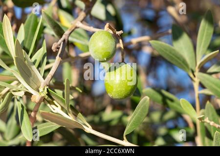 Vert olives sur l'olivier Banque D'Images