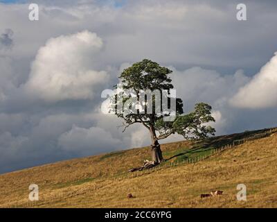 Paysage de haut niveau avec un seul Sycamore arbre avec des branches brisées silhouetted sur le ciel gris spectaculaire dans la région éloignée d'Eden Valley Cumbria, Angleterre, Royaume-Uni Banque D'Images