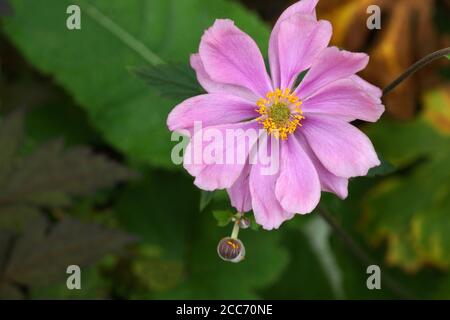 Fleur double rose Serenade hybride anémone gros plan. Banque D'Images