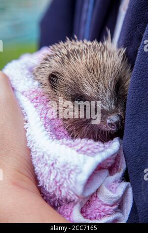 Juvenille Hedgehog dans un jardin anglais, étant tenu par une personne Banque D'Images