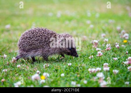 Juvenille Hedgehog dans un jardin anglais Banque D'Images