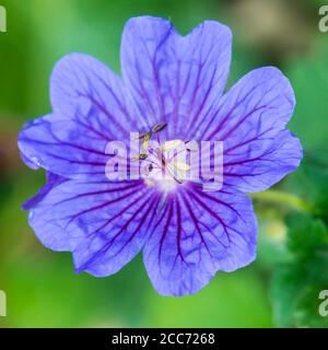 Un gros cliché d'une fleur de clackei géranium. Banque D'Images