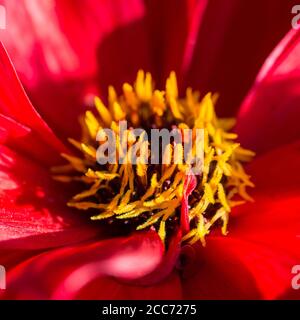 Un gros plan de la fleur rouge vif d'un évêque de la dahlia de llandaff. Banque D'Images