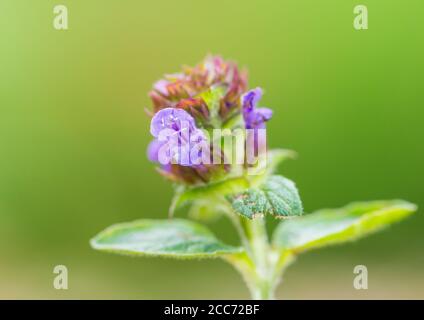 Photo macro d'une tête de fleur autocicatrelle commune. Banque D'Images