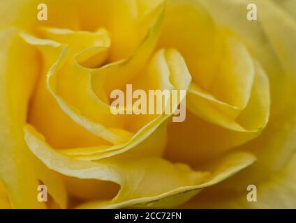 Un gros cliché de la paix de la rose jaune. Banque D'Images