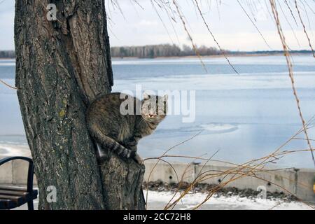 Chat à rayures grises assis dans un saule par temps hivernal couvert. Photo d'animal sans abri, rivière bleue en arrière-plan, ciel nuageux, neige Banque D'Images