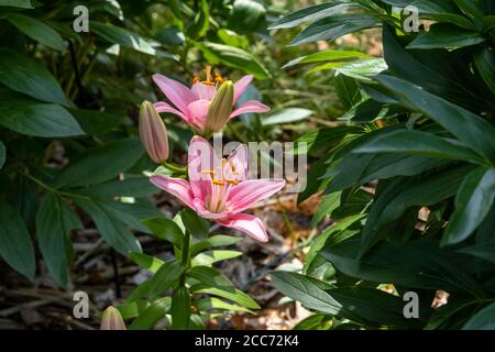 Les fleurs de lys roses commencent à fleurir dans un jardin, avec deux des fleurs ouvertes et montrant des pétales vibrants, d'autres bourgeons non ouverts. Banque D'Images