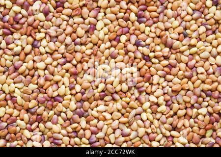 image d'arrière-plan macro des grains de trèfle rouges Banque D'Images