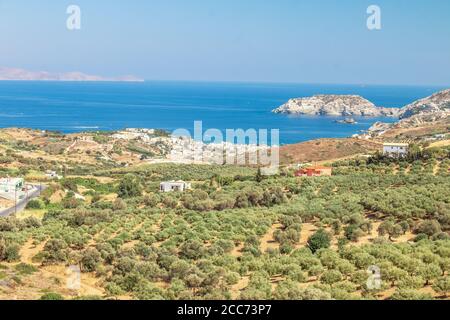 Plantation d'oliviers avec montagnes et mer Égée en arrière-plan. L'agriculture industrielle cultivent des oliviers. Culture des olives. Oliviers île de Crète Banque D'Images