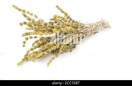 Bouquet de thé de montagne Malotira isolé sur fond blanc. Herbes traditionnelles grecques. Tisane. Banque D'Images