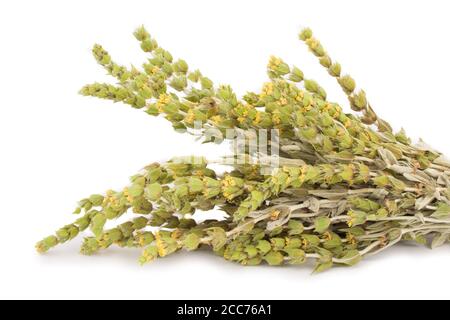 Bouquet de thé de montagne Malotira isolé sur fond blanc. Herbes traditionnelles grecques. Tisane. Banque D'Images