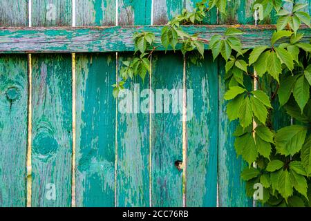 Branches de raisins sauvages avec feuilles sur des panneaux de clôture en bois naturel. Feuillage sur une surface en bois d'époque avec espace de copie. Texture des anciennes planches Banque D'Images