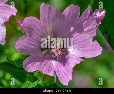 abeille sur une fleur de malva Banque D'Images