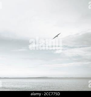 image conceptuelle de la liberté avec un oiseau volant dans le ciel Banque D'Images