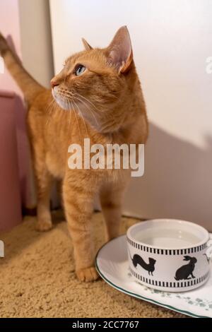 Gabby, un chat domestique de shorthair tabby orange Banque D'Images