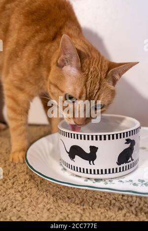 Gabby, un chat domestique de shorthair tabby orange Banque D'Images