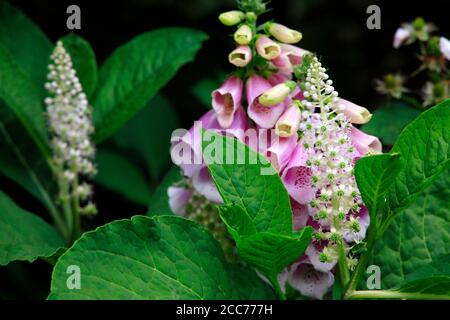 Blütenstand der Indische Kermesbeere (Phytolacca acinosa) , Dahinter Roter Fingerhut (Digitalis purpurea) - blühende Pflanze Banque D'Images