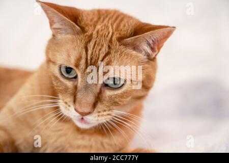 Gabby, un chat domestique de shorthair tabby orange Banque D'Images