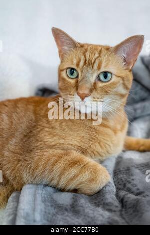 Gabby, un chat domestique de shorthair tabby orange Banque D'Images