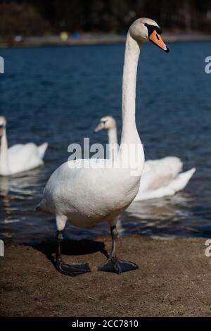 grandes promenades en cygne blanc le long de la rive, oiseau à long col Banque D'Images