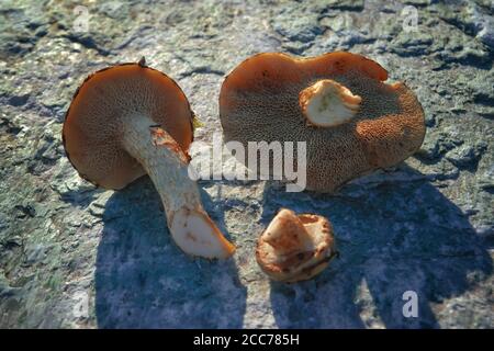 Champignon Xerocomus subtomentosus sur fond de pierre. Champignons CEP d'automne. Cueillette de champignons. Banque D'Images