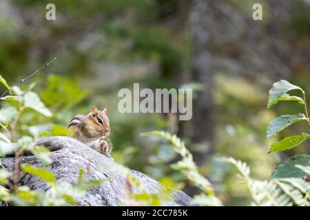 Chipmunk de l'est mangeant un écrou sur un éperon rocheux avec un peu de couverture végétale verte Banque D'Images