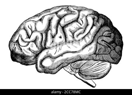 Une image gravée du cerveau humain d'un victorien livre daté de 1880 qui n'est plus en stock de copyright image Banque D'Images