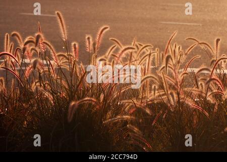 Plante ornementale de Pennisetum Alopecuroides Hameln ou de l'herbe de fontaine chinoise, près de la route.c'est une espèce d'herbe vivace dans la famille des Poaceae. Banque D'Images