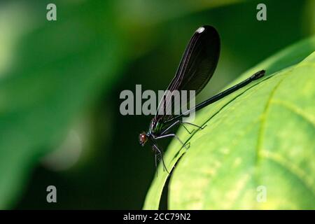 Jugeelwing ébène femelle (Calopteryx maculata) - Brevard, Caroline du Nord, États-Unis Banque D'Images