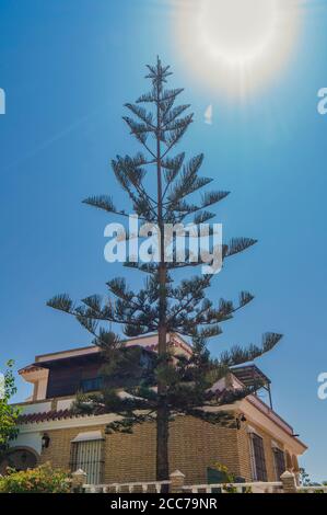 villa de luxe en espagne aux couleurs vives avec arbre Banque D'Images