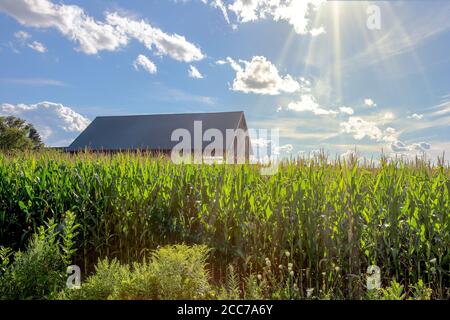 Scène rurale idyllique avec un hangar dans un champ de maïs et une éruption de soleil intentionnelle. Les concepts pourraient inclure l'agriculture, la vie rurale, la nature, d'autres. Banque D'Images