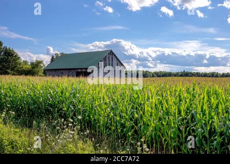 Hangar aux intempéries avec un toit vert dans un champ de maïs et sous un ciel bleu avec des nuages. Les concepts pourraient inclure l'agriculture, la vie rurale, la nature, d'autres Banque D'Images