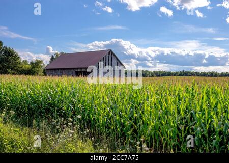 Hangar aux intempéries avec un toit rouge dans un champ de maïs et sous un ciel bleu avec des nuages. Les concepts pourraient inclure l'agriculture, la vie rurale, la nature, d'autres. Banque D'Images