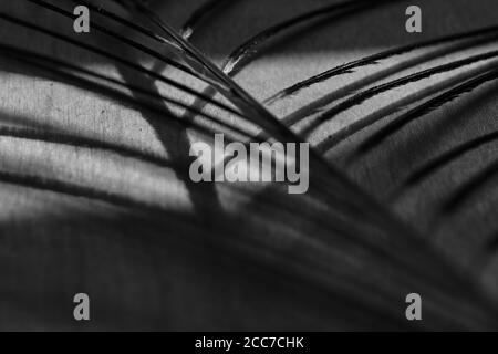 Motif plumes de paon, noir et blanc Banque D'Images