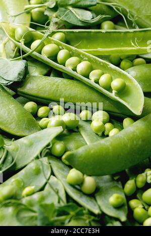 Tas de jeunes pois verts bio doux dans des gousses avec des pousses sur fond gris. Gros plan Banque D'Images