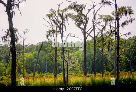 Une forêt de pins est drapée dans de la mousse espagnole sur la rivière Fowl, le 6 juillet 2019, à Coden, en Alabama. Banque D'Images