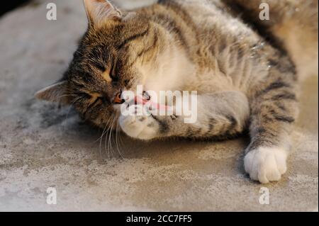 Le chat se trouve sur le sol au soleil et lave sa patte de lécher dans l'air frais. Banque D'Images