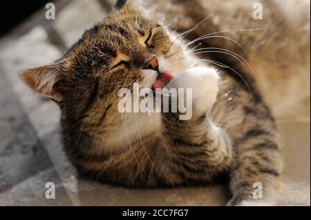 Le chat domestique est couché sur le sol en pierre grise au soleil et lave sa patte de régal dans l'air frais. Banque D'Images