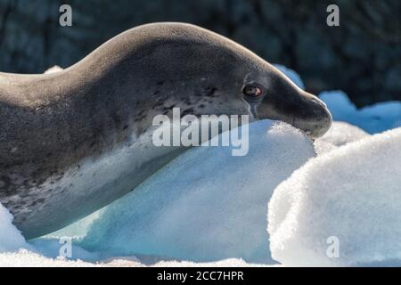 Gros plan d'un phoque léopard adulte (Hydrurga leptonyx) reposant sur un iceberg en Antarctique. Banque D'Images