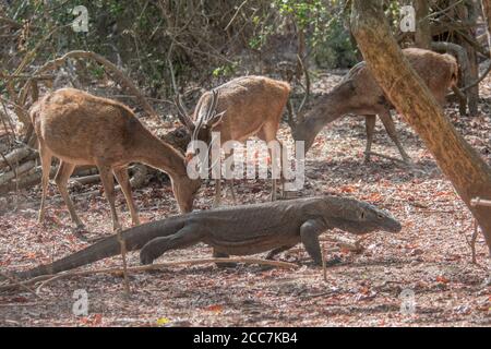 Un dragon de komodo (Varanus komodoensis) passe devant sa proie, le cerf de sunda sambar (Rusa timorensis) dans le parc national de Komodo, en Indonésie. Banque D'Images