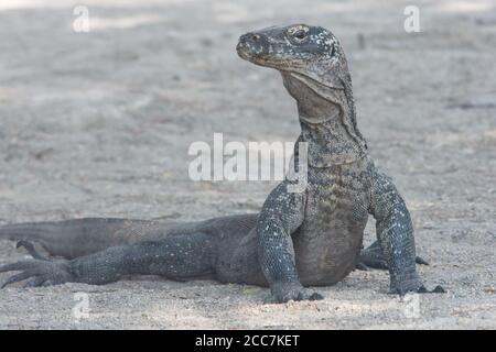 Un jeune dragon Komodo (Varanus komodoensis), encore petit, il doit éviter les adultes de la même espèce qu'ils peuvent le manger. Banque D'Images