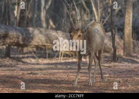 Le cerf de Virginie ou Sunda Sambar (Rusa timorensis) une espèce de cerf originaire des îles indonésiennes. Dans le parc national de Komodo, Indonésie. Banque D'Images