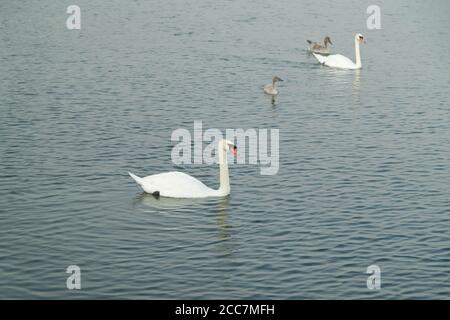 famille des cygnes sur le lac, parents avec deux jeunes cygnes nageant confortablement sur le lac, atmosphère calme agréable, beaucoup d'amour et de chaleur, le jour, personne Banque D'Images