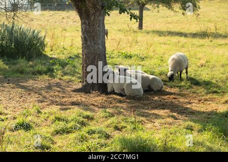 moutons couchés sous un arbre sur un pré brun-vert pour se protéger du soleil en arrière-plan un troisième mouton mangeant de l'herbe, pas de personnes par jour Banque D'Images