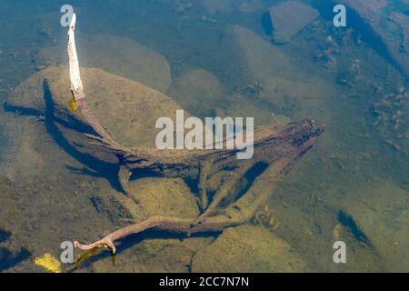 Une branche submergée dans l'eau. La branche, les rochers dans l'eau et le fond du lac sont recouverts d'algues vertes sales. Banque D'Images