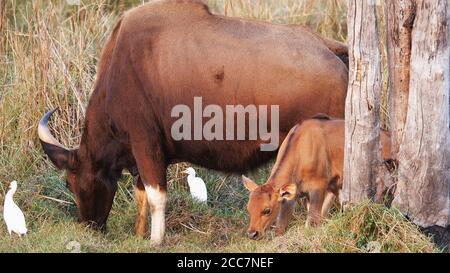 un veau de gaur dans la réserve de tigre de tadoba andhari Banque D'Images