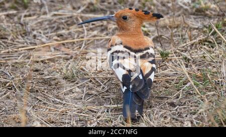 un étrange oiseau de hoopoe se trouve sur le sol à réserve nationale de masai mara au kenya Banque D'Images