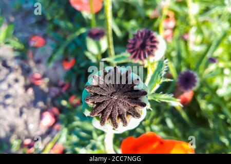 Tête de fleur de pavot avec graines gros plan. Usine d'opium médical. Banque D'Images