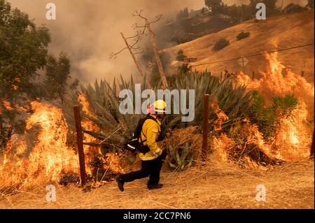 Vacaville, Californie, États-Unis. 19 août 2020. Les membres du service des incendies de Huntington Beach combattent les feux du complexe LNU Lightning sur Serenity Hills Road. C'est un feu de forêt qui s'est propagé rapidement vers Vacaville début mercredi, ce qui a forcé des évacuations urgentes dans certaines parties de la ville pendant la nuit. Crédit : Paul Kitagaki Jr./ZUMA Wire/Alay Live News Banque D'Images