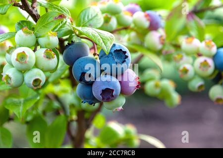 Bleuet du Nord ou douleurs sucrées (Vaccinium boreale) cultivé dans une ferme bio Banque D'Images